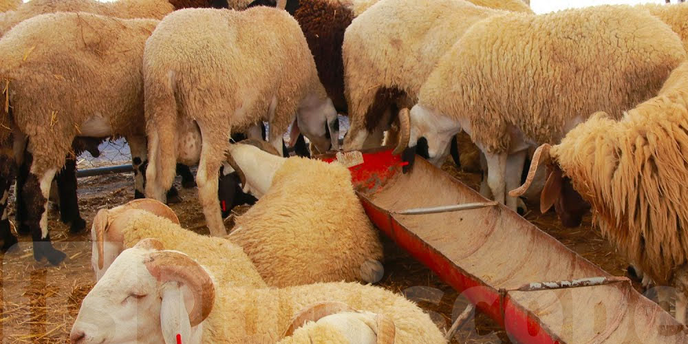 نفوق أكثر من 150 خروف وماعز في المتلوي.. شنوّة السبب؟ والتحاليل تكشف الحقيقة!